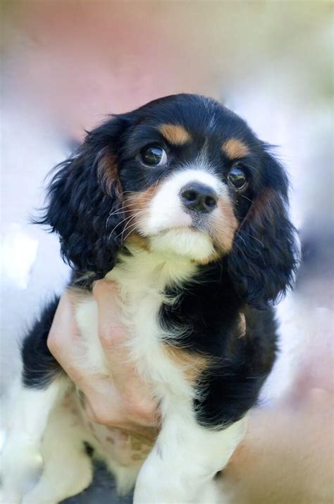 Cavalier King Charles spaniel Puppy For Sale, Dogs, for Sale, Price