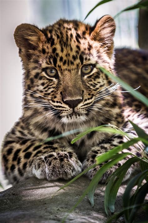 Leopard Cub by DGPhotographyjax on deviantART