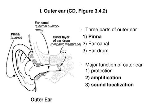 Auditory canal function - insidergerty