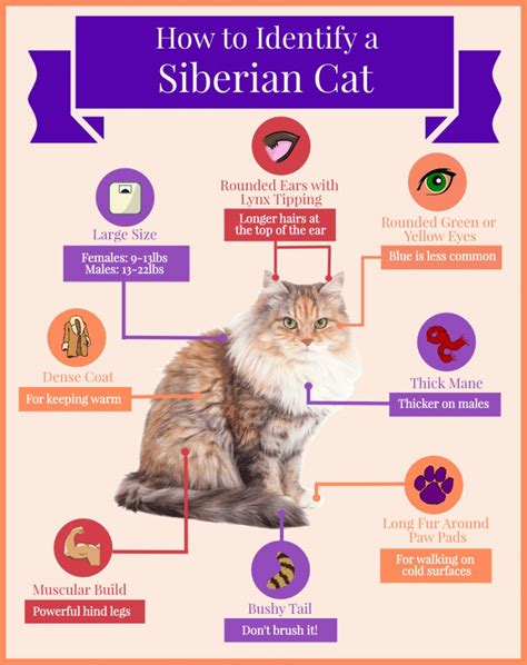 How to Identify a Siberian Cat (Infographic) - Siberian Cats