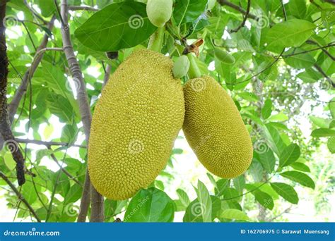 The Jackfruit Tree and Their Leaf Stock Image - Image of closeup ...