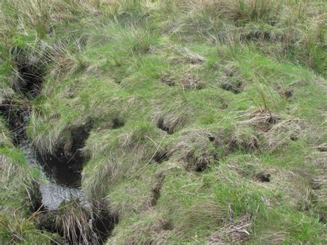 Water Vole Burrows © david glass :: Geograph Britain and Ireland