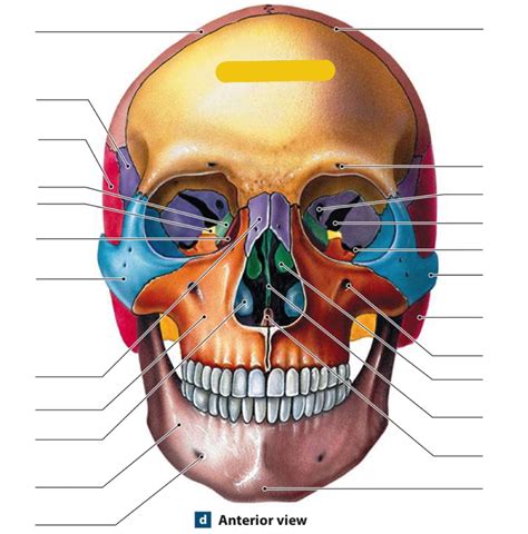 Skull Anterior View