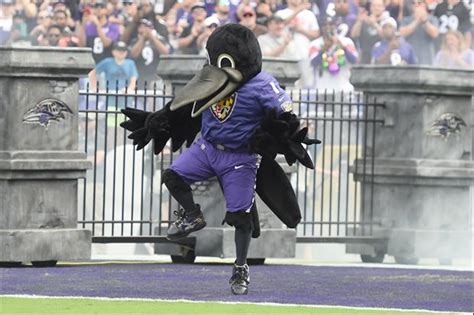 Baltimore Ravens Mascot Returns From Drumstick Injury By Doing Kevin Nash Wheelchair Bit