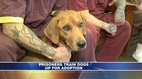 SCI Frackville Inmates Train Dogs Up For Adoption | wnep.com