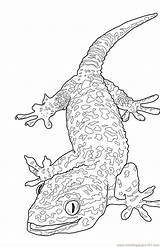 Printable Lizard Coloring Sheets – ColoringMecom sketch template