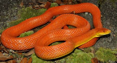 Everglades rat snake - Branson's Wild World