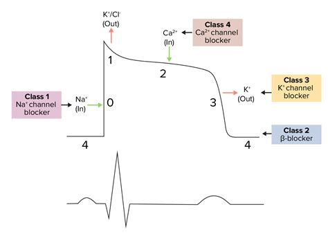 Class 4 Antiarrhythmic Drugs (Calcium Channel Blockers) | Concise ...