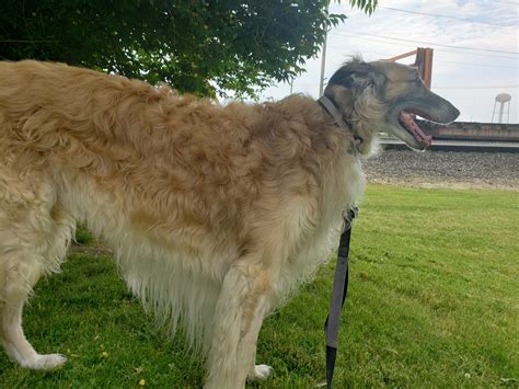 What Does a Borzoi Dog Look Like? - National Borzoi Club