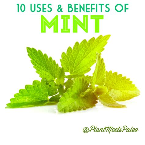 Plant Meets Paleo: 10 Uses & Benefits of Mint