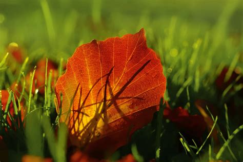 Fall Foliage Leaf Macro Photography Free Stock Photo - Public Domain ...