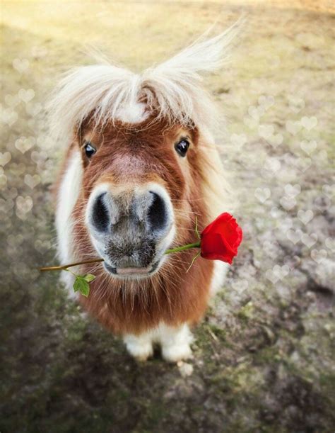 Pin van •°🌺༺ᑕᕼᗩᘉ☂ᗩᒪ •🌺 •° op ღ♥ღ ᏉAleNtIne ℒℴ√ℯ ღ♥ღ | Grappige paarden, Paarden, Minipaarden