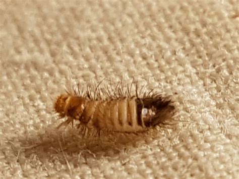 species identification - Can anyone help confirm this tiny insect ...