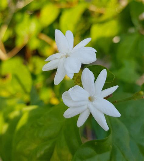 Jasmin "Sampaguita" | Flower display, Flower garden design, Fragrant flowers