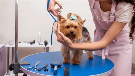 Best Dog Grooming Kits in 2022