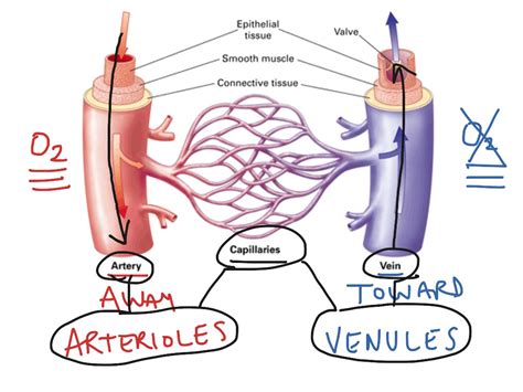 Artery Vein Capillary | Science, Anatomy & Physiology | ShowMe