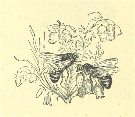 British Library digitised image from page 50 of "Illustrat… | Flickr