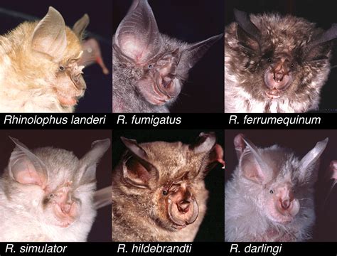 Maxilloturbinal Aids in Nasophonation in Horseshoe Bats (Chiroptera: Rhinolophidae) - Curtis ...