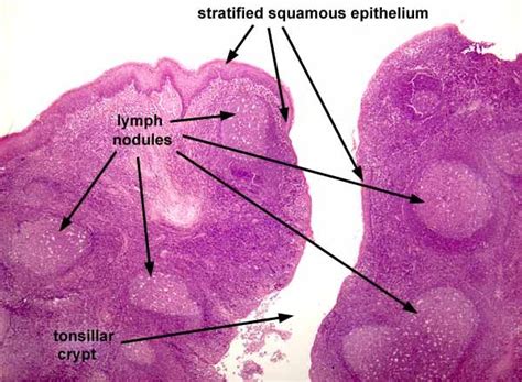 57 best { Histology & A&P II } images on Pinterest | Nurses, Nursing ...