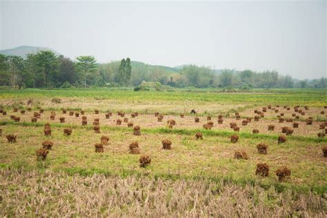 Soybean Farming stock image. Image of agricultural, farming - 51569835