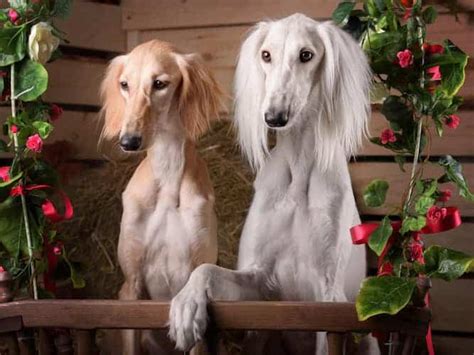 Saluki Temperament and Puppy Info (Price, Breeders, etc)