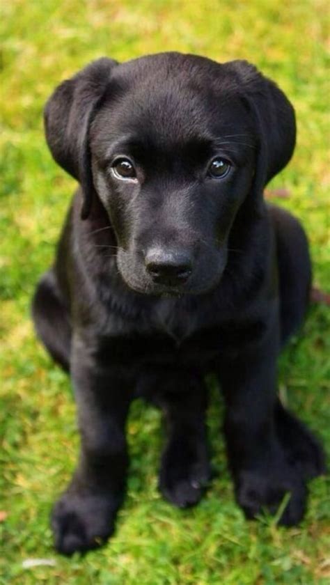 Ces bébés labradors sont à croquer ! | Bébé labrador, Chiots labrador ...