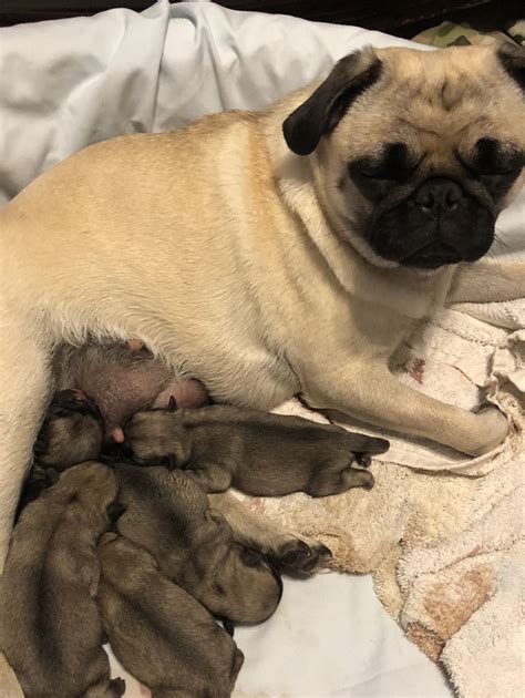 Litter of five fawn pugs