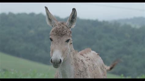 Meet Our Persian Onager Filly at the Smithsonian Conservation Biology Institute - YouTube