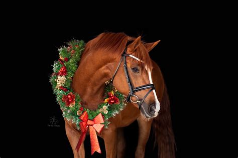 Davina | Horse Christmas Wreath photoshoot | 2020 ...