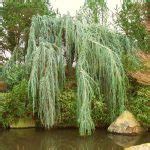 14 Beautiful Weeping Tree Types To Use in Landscaping