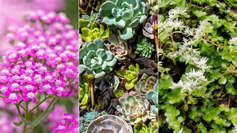 Best plants for a green roof: 9 options to try | Homes & Gardens