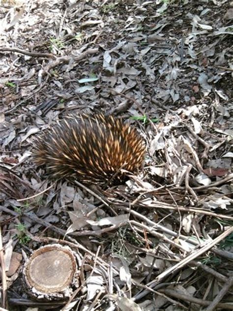 Tamworth Marsupial Park: UPDATED 2020 All You Need to Know Before You Go (with PHOTOS)