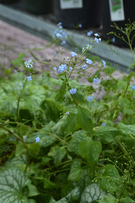 Jack Frost Brunnera • Kiwi Nurseries Ltd