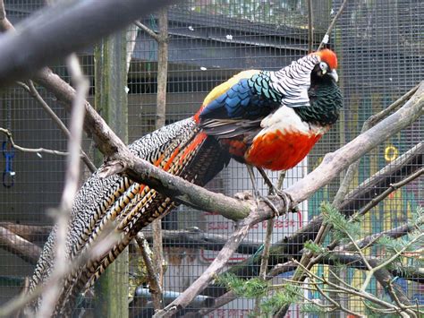 The Online Zoo - Lady Amherst's Pheasant