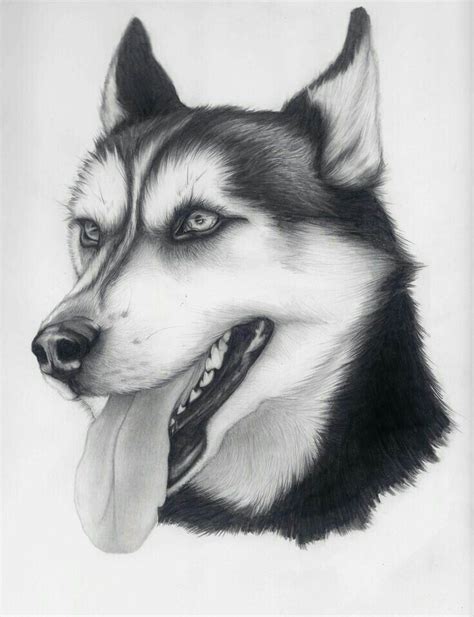 Pin by Fadly Tarigan on wolf | Husky drawing, Animal sketches, Animal drawings