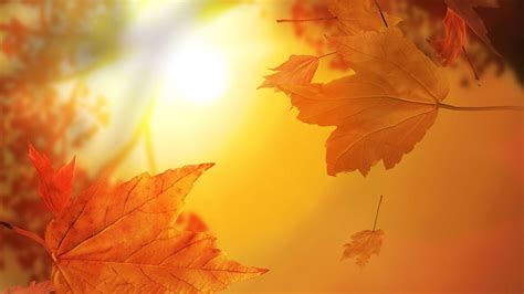 Autumn Leaves Mac Wallpaper Download | AllMacWallpaper