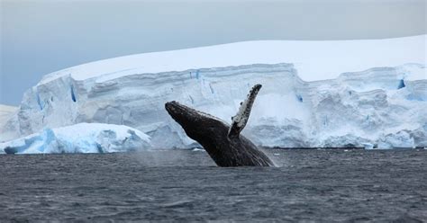 A Matter of Style: Antarctica - Female Performance in the 20th and 21st Century