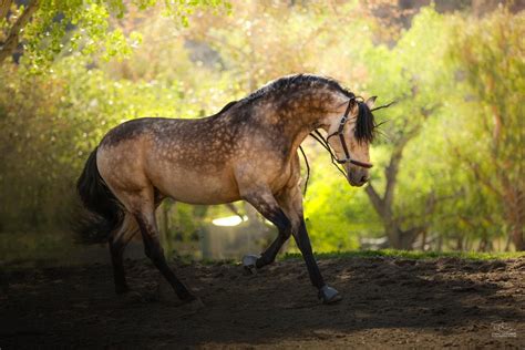 Everything You Need to Know About Buckskin Horses