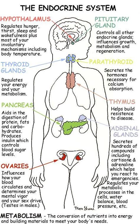 purtiful images | Purtiful images | Endocrine system nursing, Nursing school tips, Nursing ...