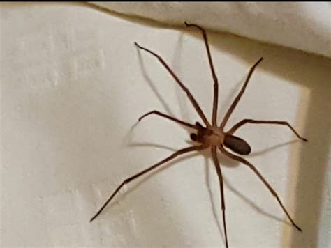 Brown recluse : r/spiders