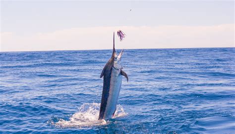 Atlantic Blue Marlin Facts: Habitat, Diet, Conservation, & More