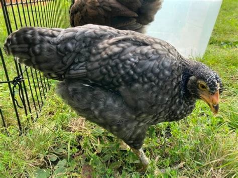 Blue Cuckoo Maran: Hen or Roo? | BackYard Chickens - Learn How to Raise Chickens