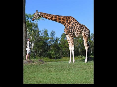 World's tallest giraffe | ‘Say High’: At 18-foot, 8-inch, Australia Zoo ...