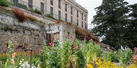 Alcatraz Gardens Gallery | Golden Gate National Parks Conservancy