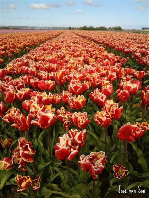 Tulip fields Biddinghuizen, Flevoland 2016 the Netherlands - Tulpenvelden 2016 Flevoland ...