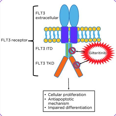 Gilteritinib mechanism of action. | Download Scientific Diagram