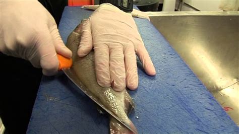 How to fillet Pouting fish with fishmonger Ish from Moby Nick's ...