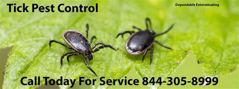 Tick Removal | Tick Infestation | How To Get Rid Of Ticks