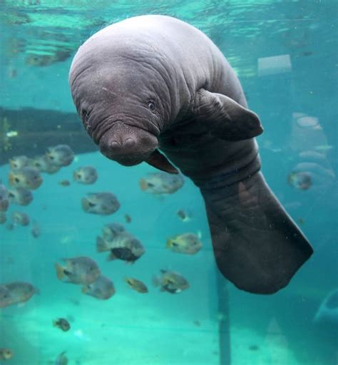 Baby Manatee Born at Burgers' Zoo | Zooborns, Baby animals pictures, Animals