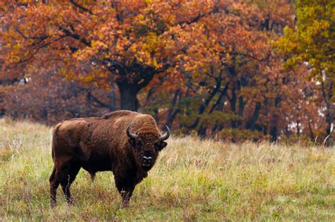 NGO starts reintroduction of bison in Romania’s Făgăraș Mountains | Romania Insider